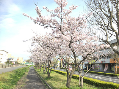 桜