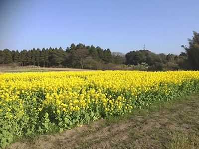 菜の花