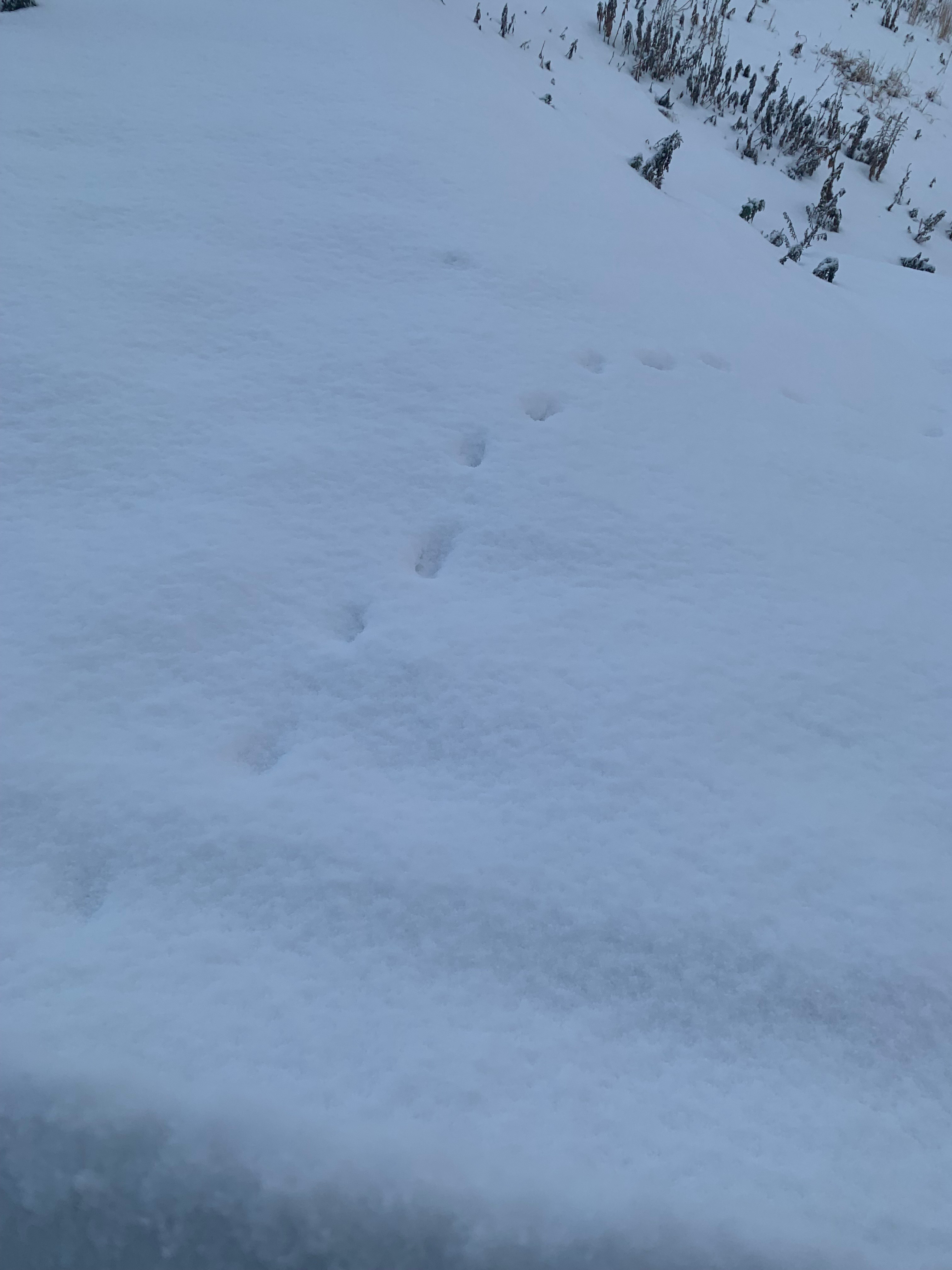 動物の足跡