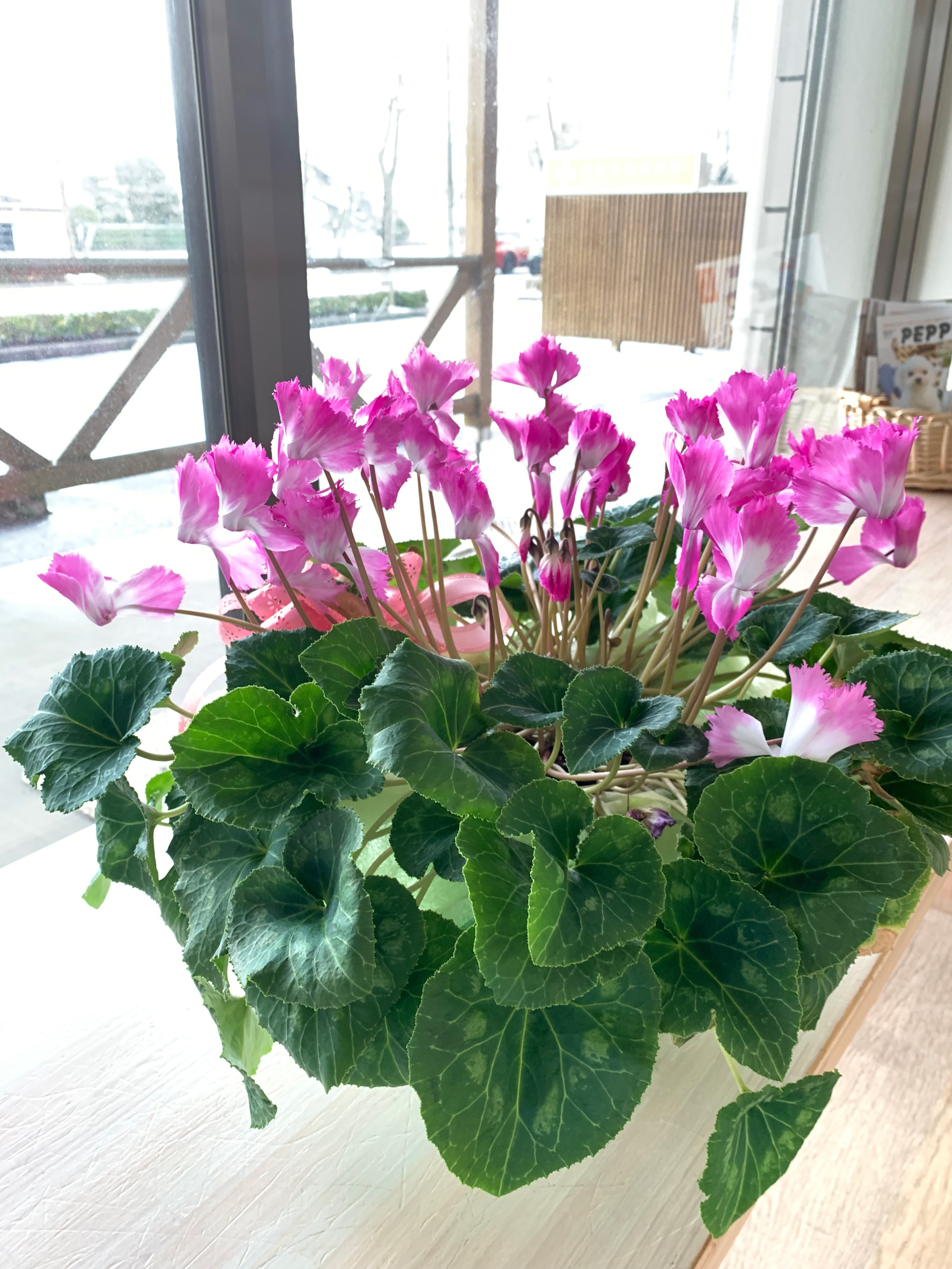 シクラメンの植木