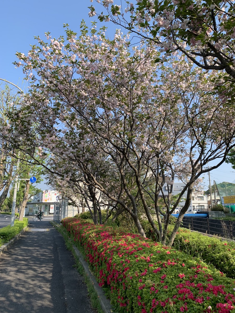 桜1