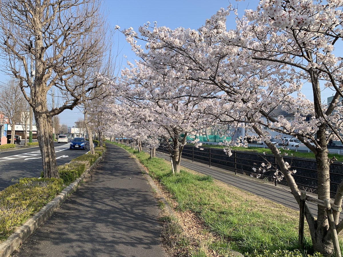 桜2