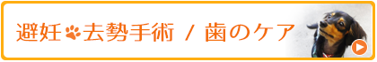 避妊・去勢手術/歯のケア